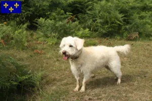 Read more about the article Westiepoo breeders and puppies in Île-de-France