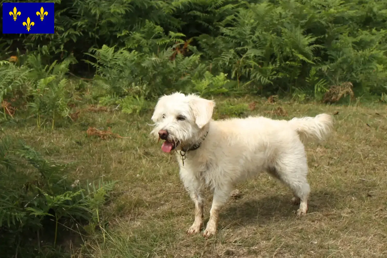 Read more about the article Westiepoo breeders and puppies in Île-de-France
