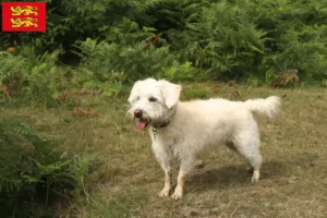 Read more about the article Westiepoo breeders and puppies in Normandy