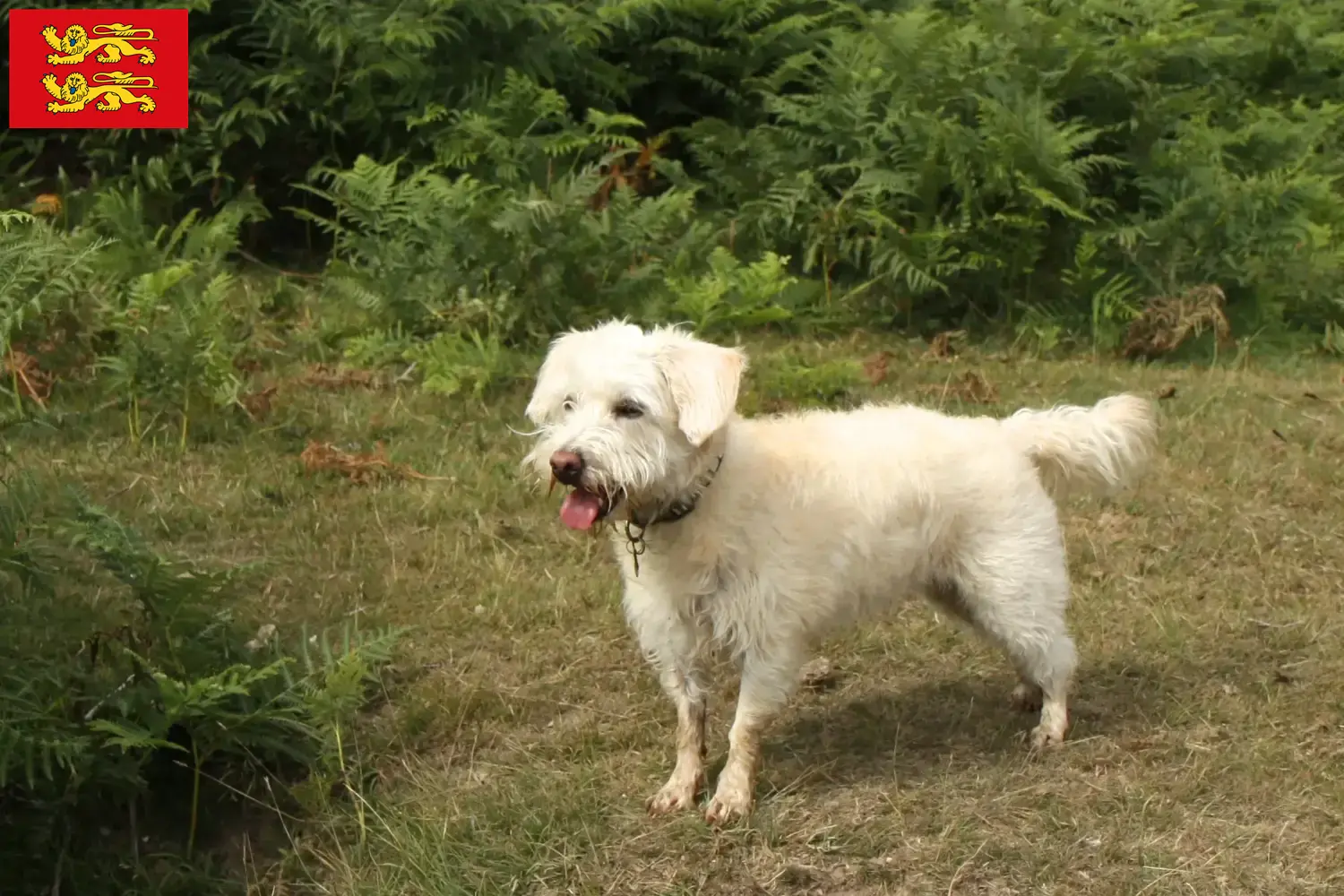 Read more about the article Westiepoo breeders and puppies in Normandy