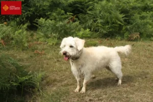 Read more about the article Westiepoo breeders and puppies in Occitania