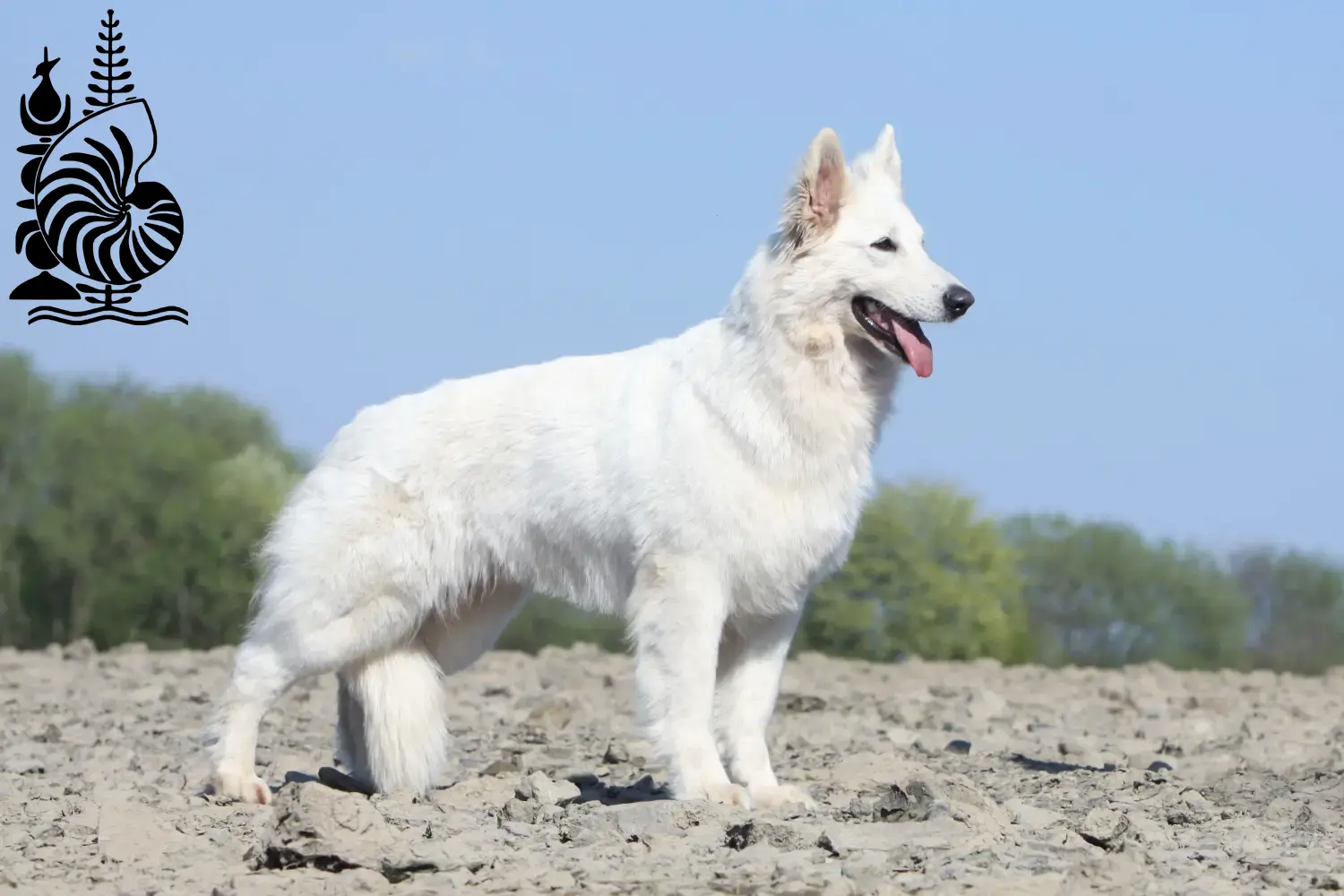 White Swiss Shepherd Puppies and Breeder New Caledonia Find White Swiss Shepherd Dog breeders in New Caledonia.