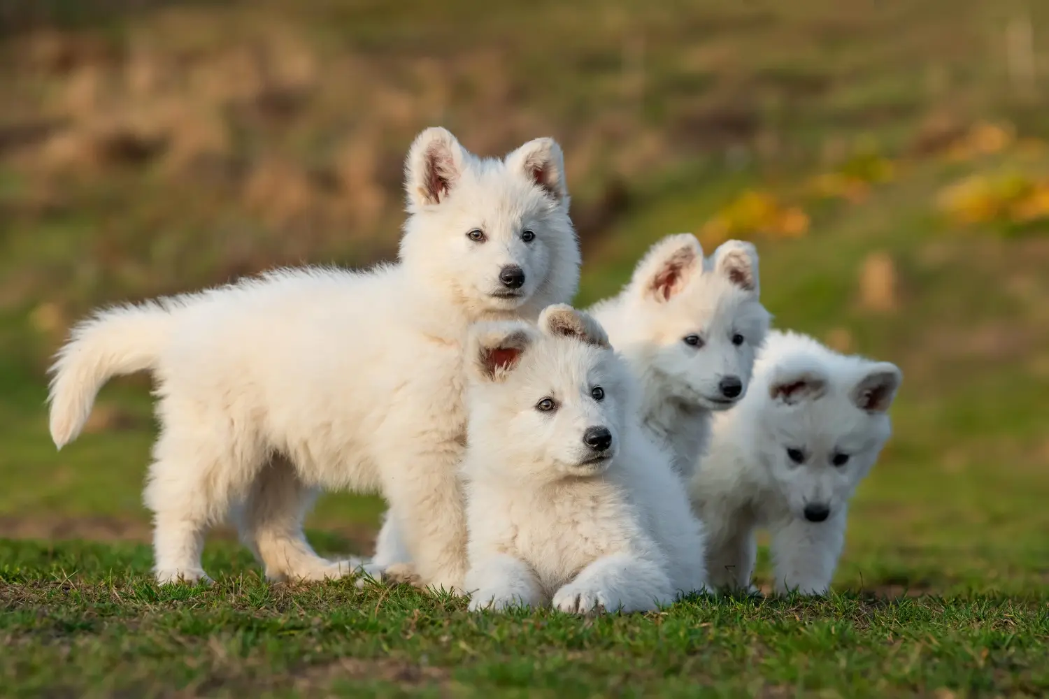Buying a White Swiss Shepherd puppy means taking responsibility! Buy white Swiss shepherd puppies.