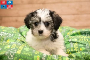 Read more about the article Yorkipoo breeders and puppies in Karlsbad