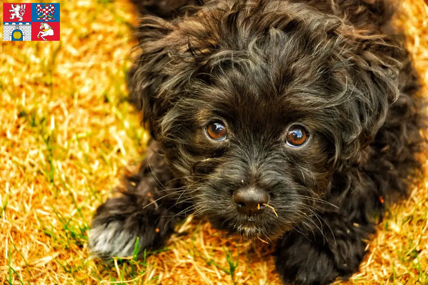 Yorkipoo puppies and breeders Pardubice Here you can find Yorkipoos breeders in Pardubice.