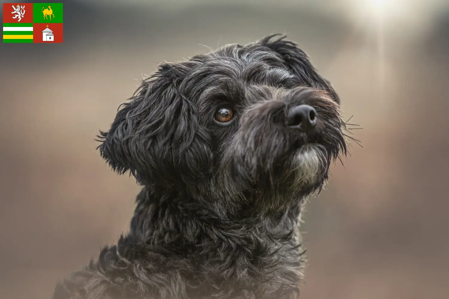 Read more about the article Yorkipoo breeders and puppies in Pilsen
