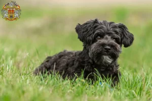 Read more about the article Yorkipoo breeders and puppies in Prague