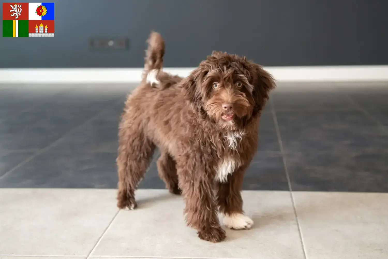 Read more about the article Yorkipoo breeders and puppies in South Bohemia