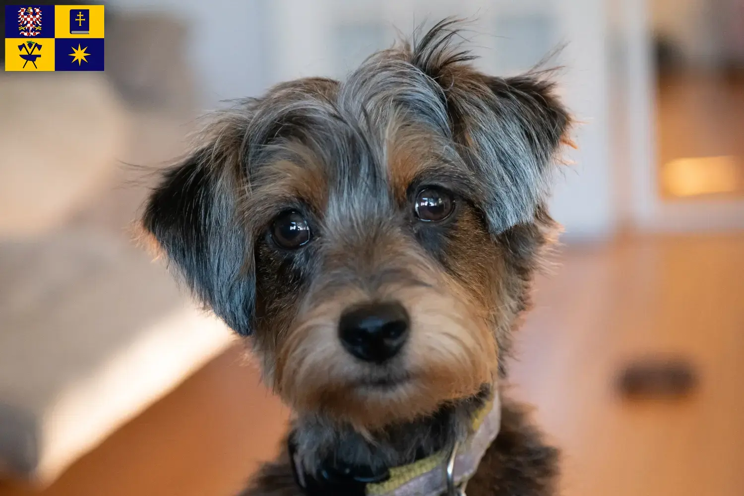 Yorkipoo puppies and breeders Zlín Here you can find Yorkipoo breeders in Zlín.
