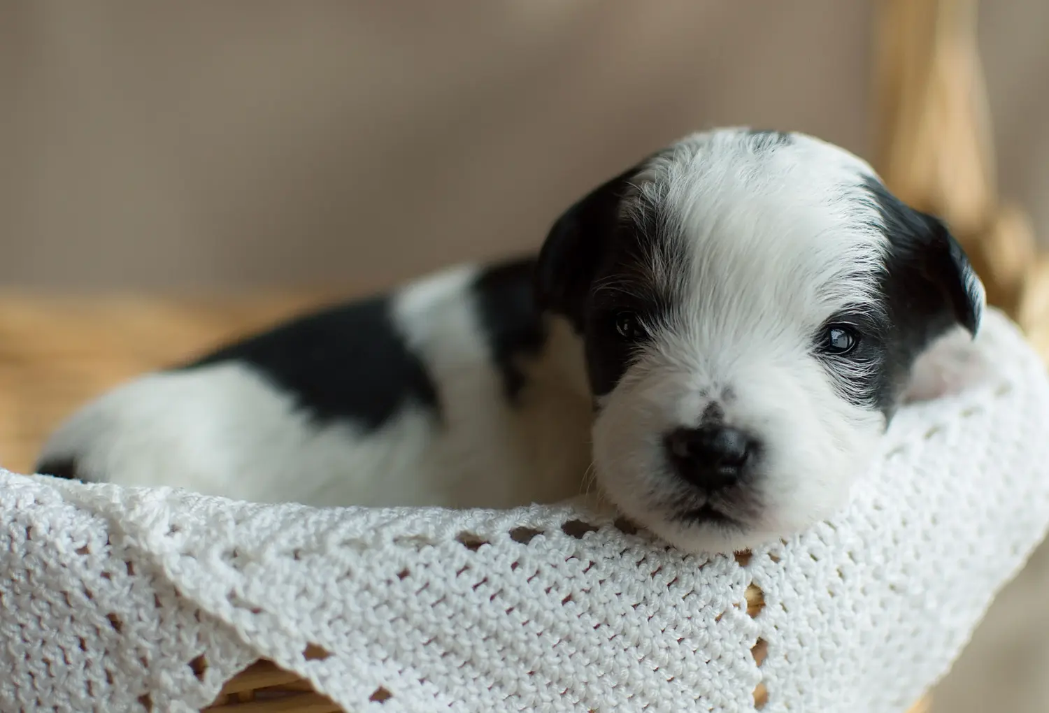 Buying a Yorkipoo puppy means taking responsibility! Buy Yorkipoo puppies.
