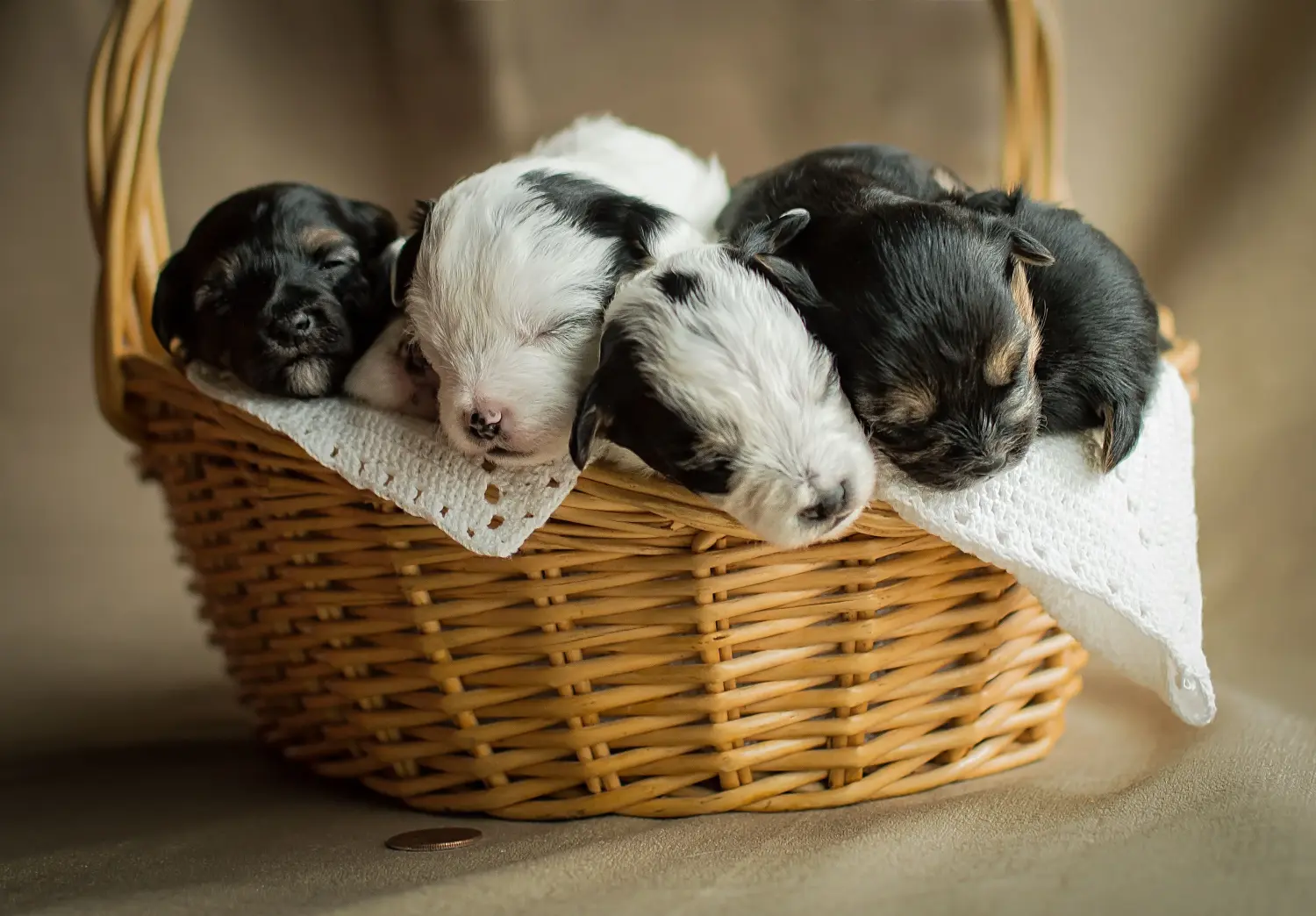 Buying a Yorkipoo puppy means taking responsibility! Buy Yorkipoo puppies.