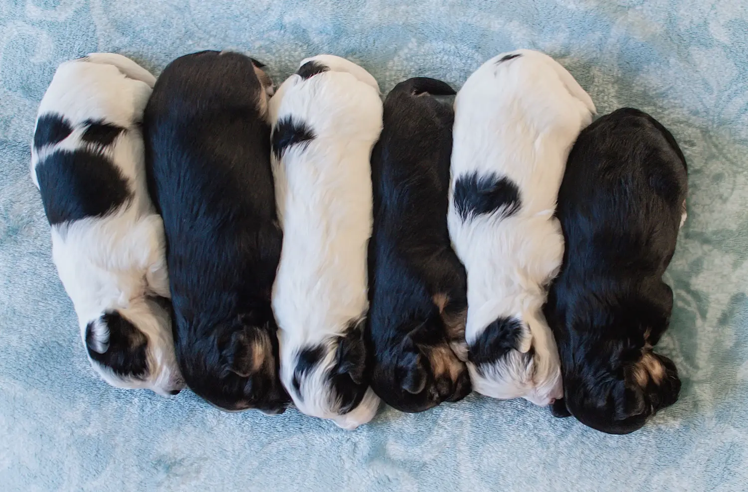 Buying a Yorkipoo puppy means taking responsibility! Buy Yorkipoo puppies.