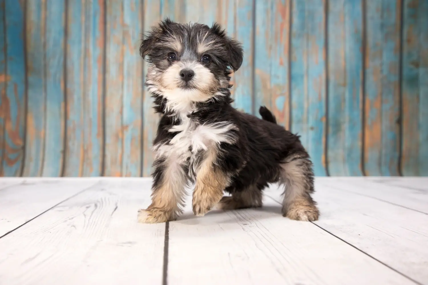 Buying a Yorkipoo puppy means taking responsibility! Buy Yorkipoo puppies.