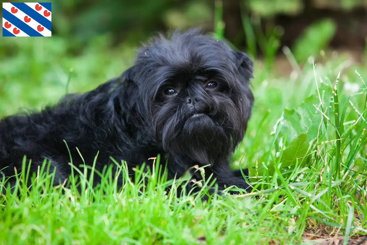 Affenpinscher puppies and breeders Friesland Here you can find Affenpinscher breeders in Friesland.