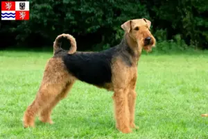 Read more about the article Airedale Terrier breeders and puppies in Central Bohemia