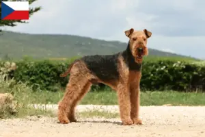 Read more about the article Airedale Terrier breeders and puppies in the Czech Republic