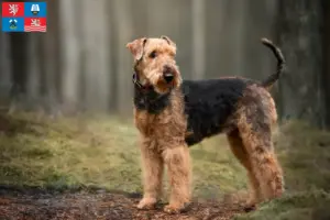 Read more about the article Airedale Terrier breeders and puppies in Karlsbad