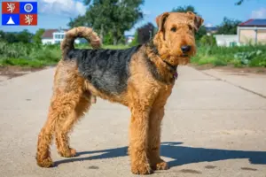 Read more about the article Airedale Terrier breeders and puppies in Liberec