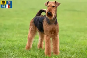 Read more about the article Airedale Terrier breeders and puppies in Moravia-Silesia