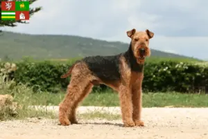 Read more about the article Airedale Terrier breeders and puppies in Pilsen