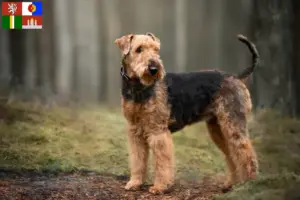 Read more about the article Airedale Terrier breeders and puppies in South Bohemia