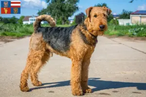 Read more about the article Airedale Terrier breeders and puppies in South Moravia