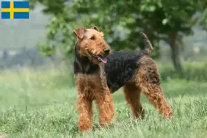 Read more about the article Airedale Terrier breeders and puppies in Sweden