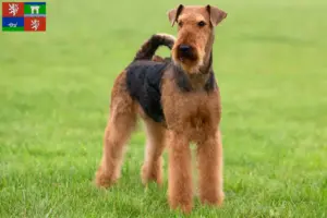 Read more about the article Airedale Terrier breeders and puppies in Ústí
