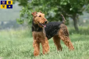 Read more about the article Airedale Terrier breeders and puppies in Zlín
