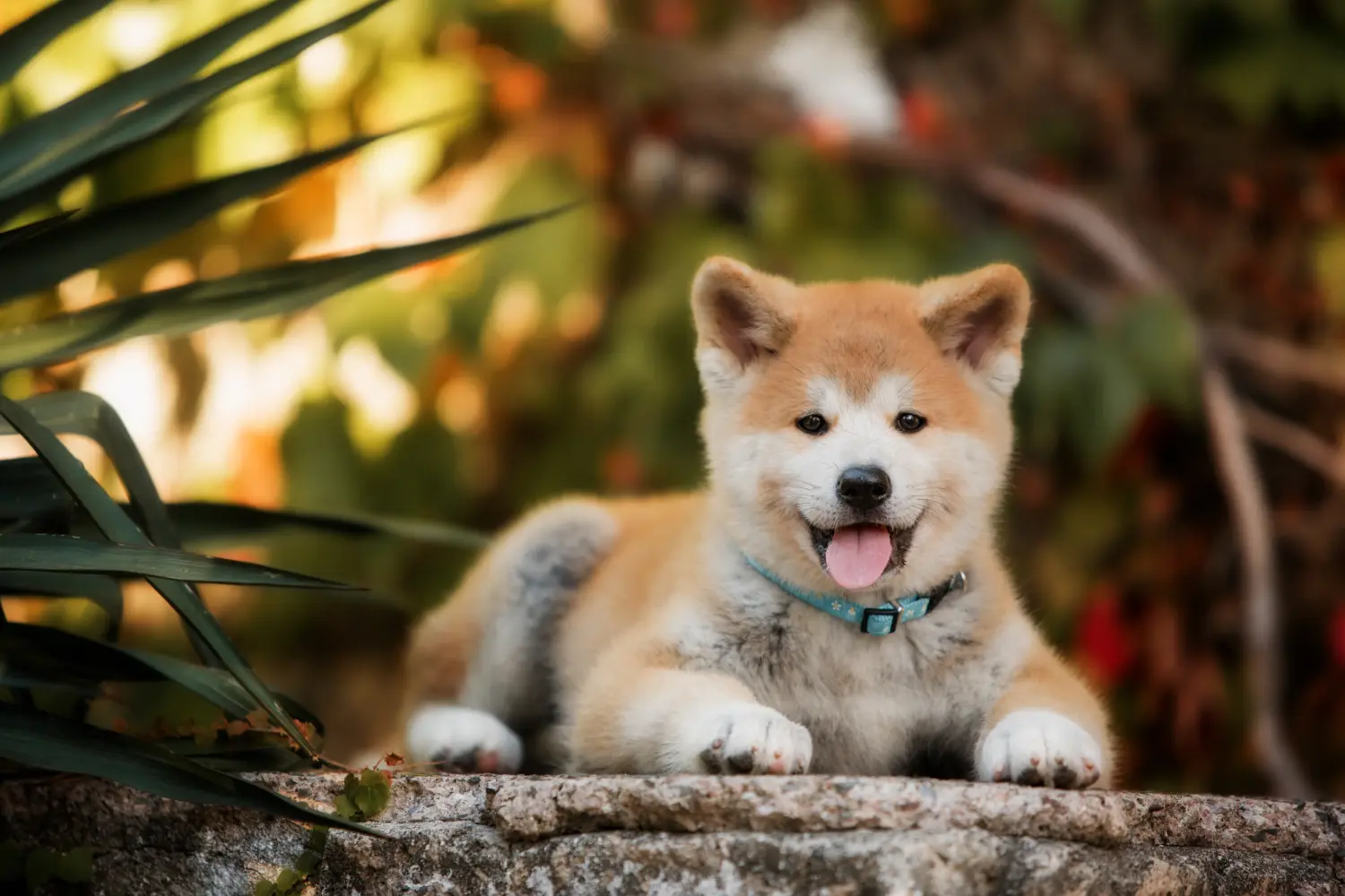 Buying an Akita puppy means taking responsibility! Buy Akita puppies.