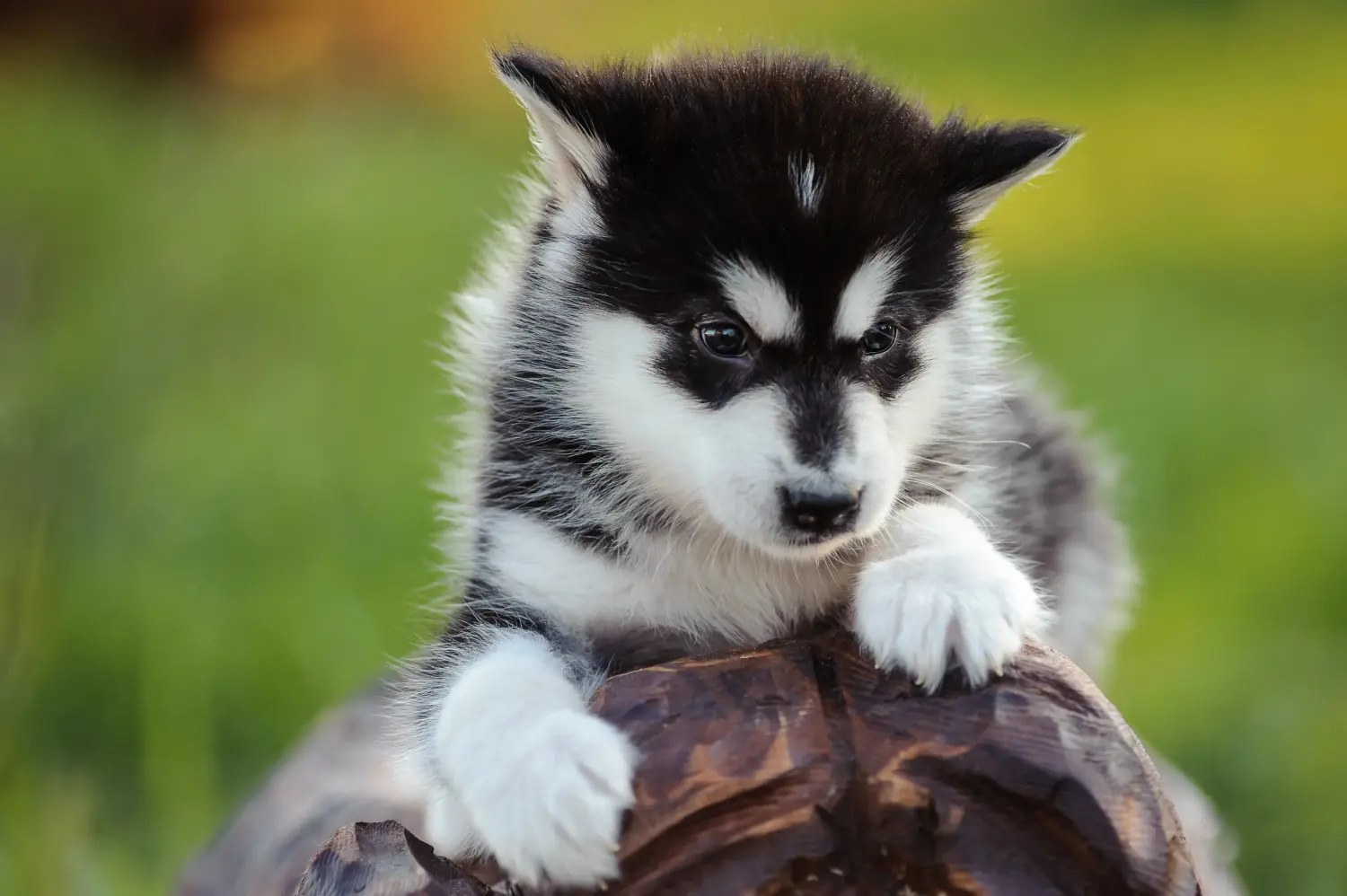 Buying an Alaskan Malamute puppy means taking responsibility! Buy Alaskan Malamute puppies.