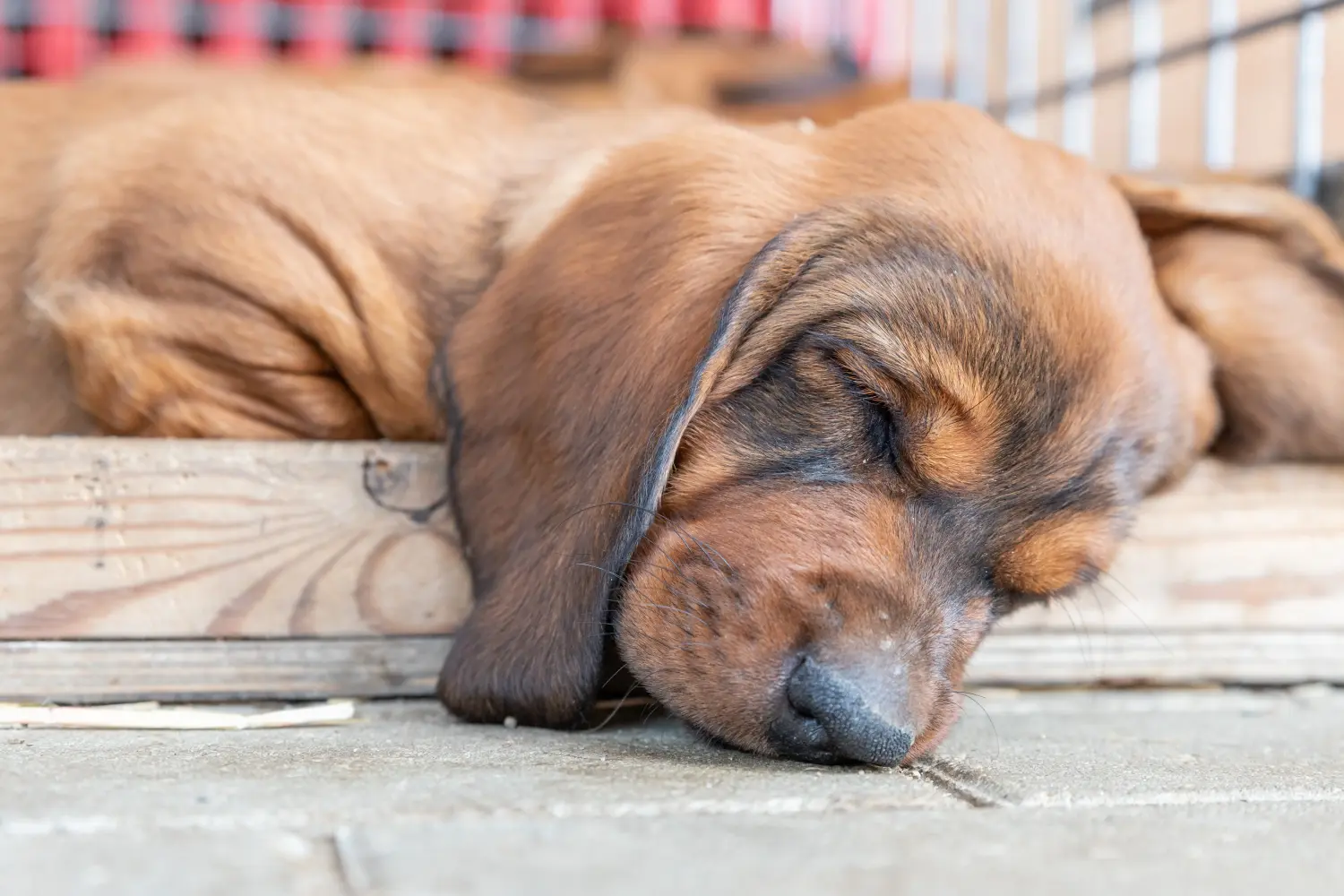 Buying an Alpine Dachsbracke puppy means taking responsibility! Buy Alpine Dachsbracke puppies.
