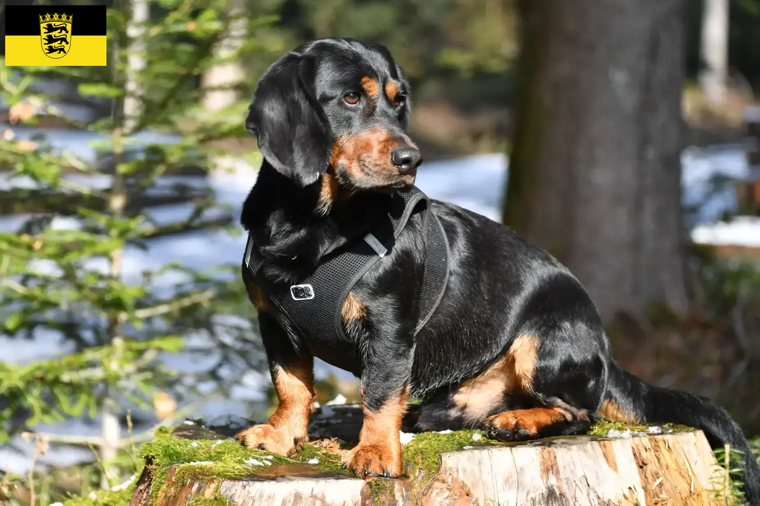 Read more about the article Alpine Dachsbracke breeders and puppies in Baden-Württemberg