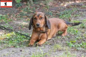 Read more about the article Alpine Dachsbracke breeders and puppies in Berlin