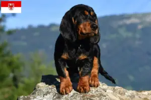 Read more about the article Alpine Dachsbracke breeders and puppies in Brandenburg