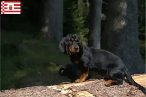 Read more about the article Alpine Dachsbracke breeders and puppies in Bremen