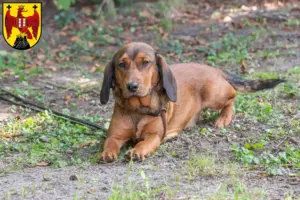 Read more about the article Alpine Dachsbracke breeders and puppies in Burgenland