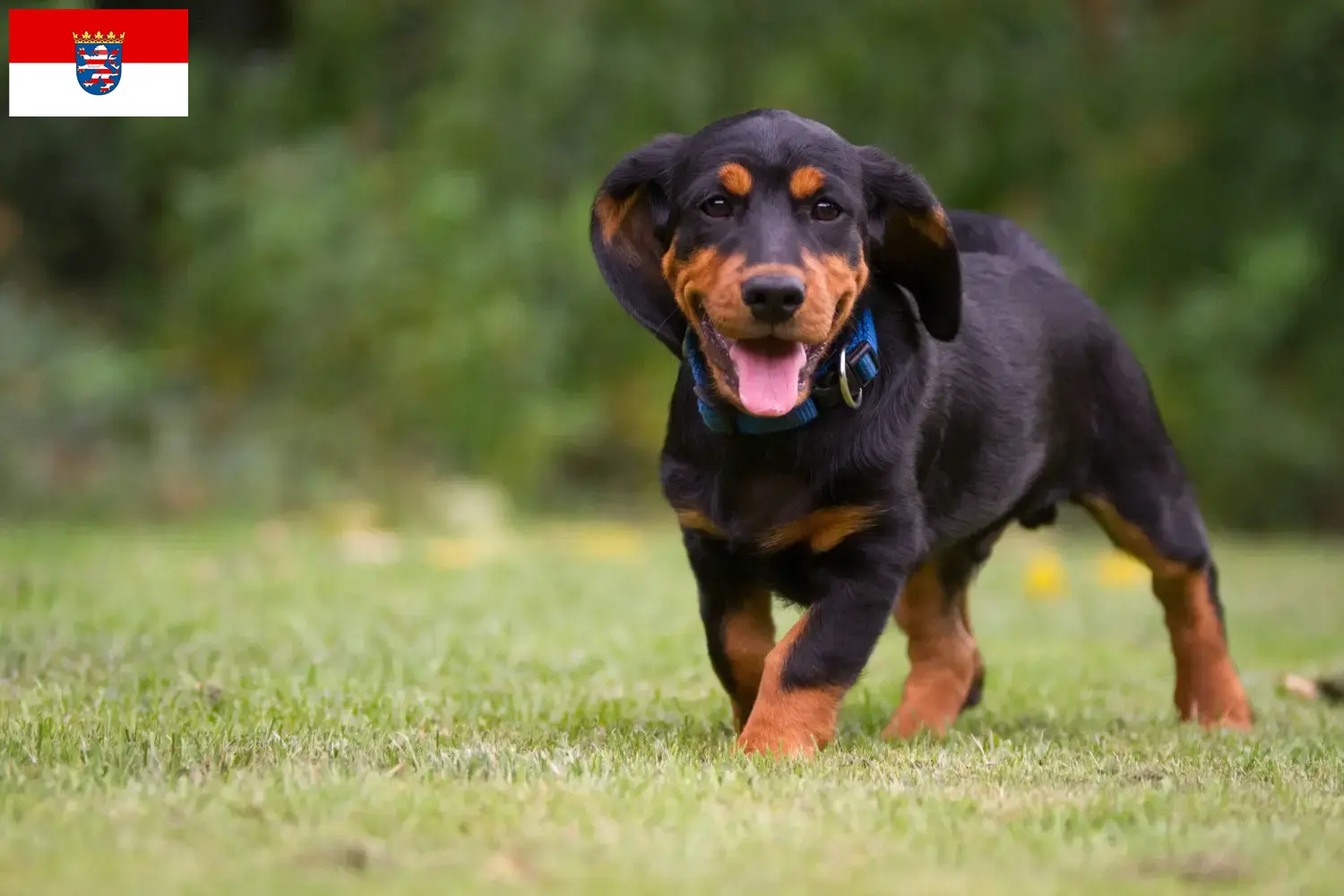 Alpine Dachsbracke puppies and breeders Hesse Here you can find Alpine Dachsbracken breeders in Hesse.
