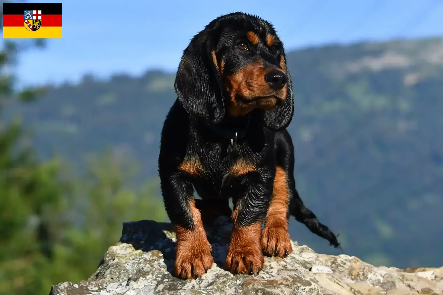 Read more about the article Alpine Dachsbracke breeders and puppies in Saarland