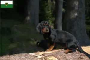 Read more about the article Alpine Dachsbracke breeders and puppies in Saxony