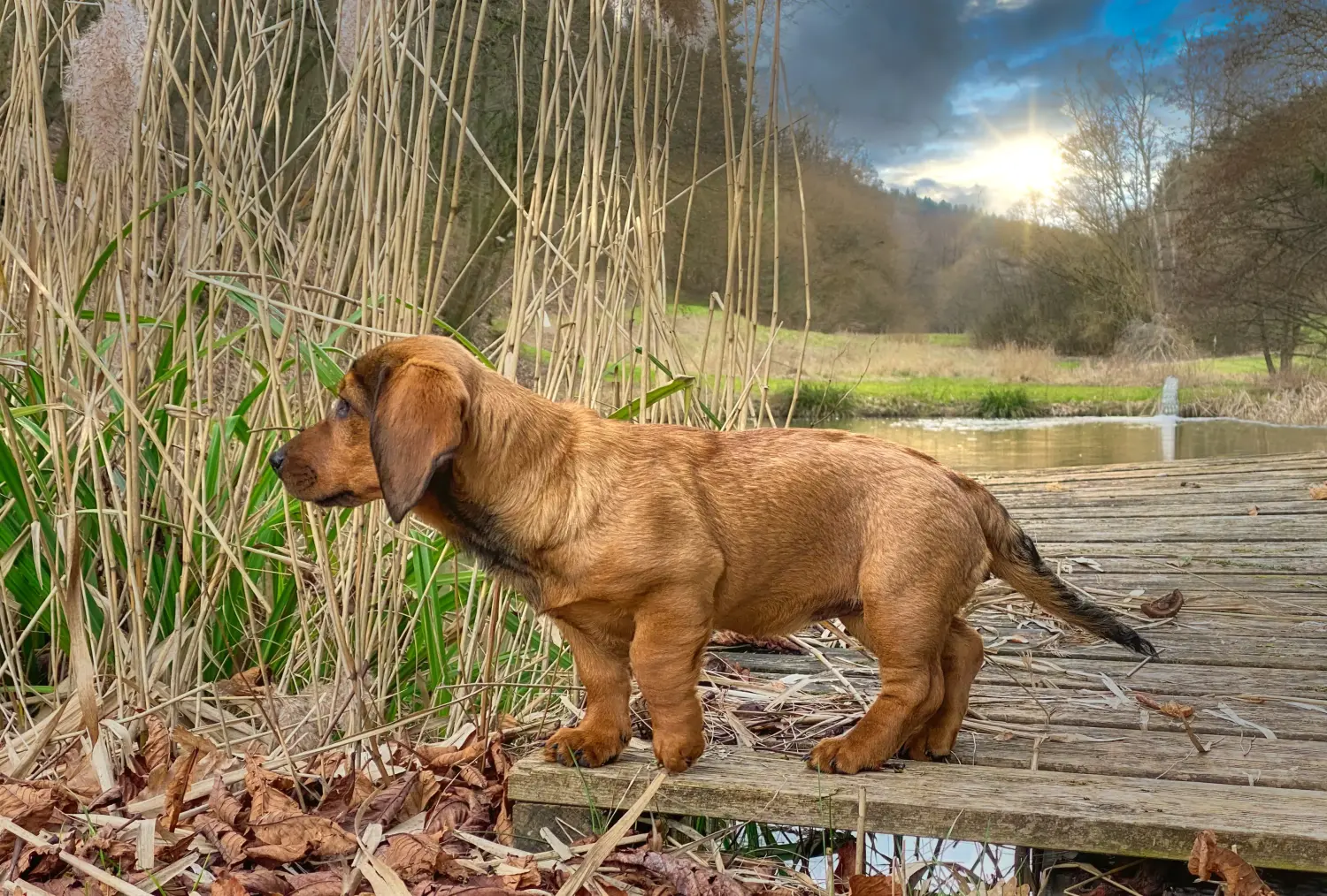 Buying an Alpine Dachsbracke puppy means taking responsibility! Buy Alpine Dachsbracke puppies.