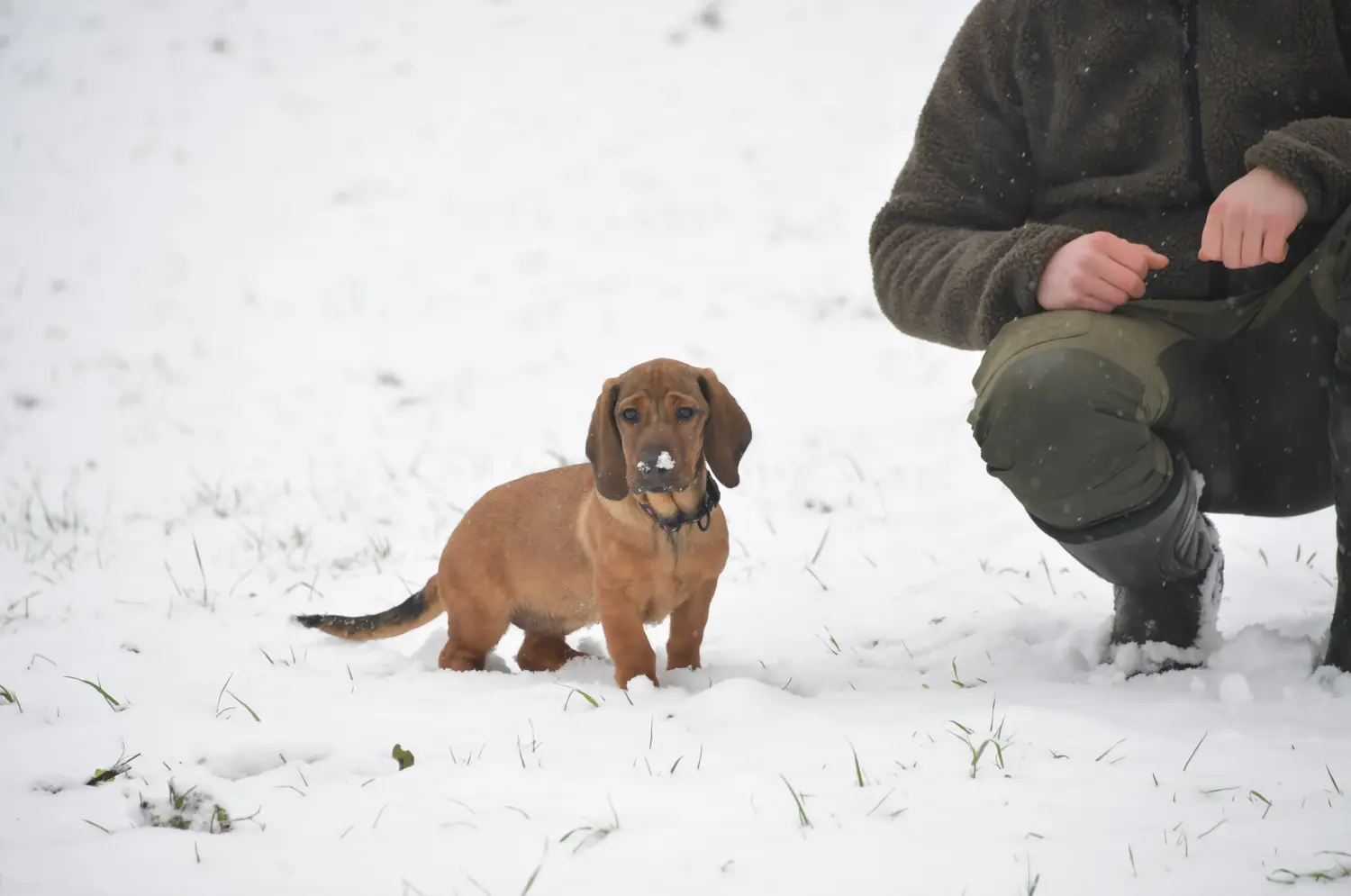 Buying an Alpine Dachsbracke puppy means taking responsibility! Buy Alpine Dachsbracke puppies.