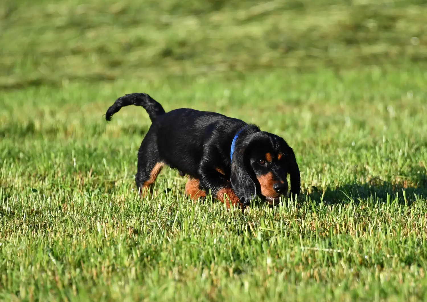 Buying an Alpine Dachsbracke puppy means taking responsibility! Buy Alpine Dachsbracke puppies.