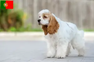 Read more about the article American Cocker Spaniel breeders and puppies in Portugal