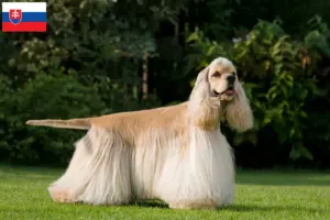 Read more about the article American Cocker Spaniel breeders and puppies in Slovakia