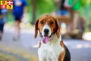 Read more about the article American Foxhound breeders and puppies in Auvergne-Rhône-Alpes