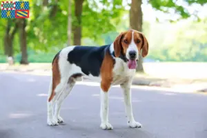 Read more about the article American Foxhound breeders and puppies in Bourgogne-Franche-Comté