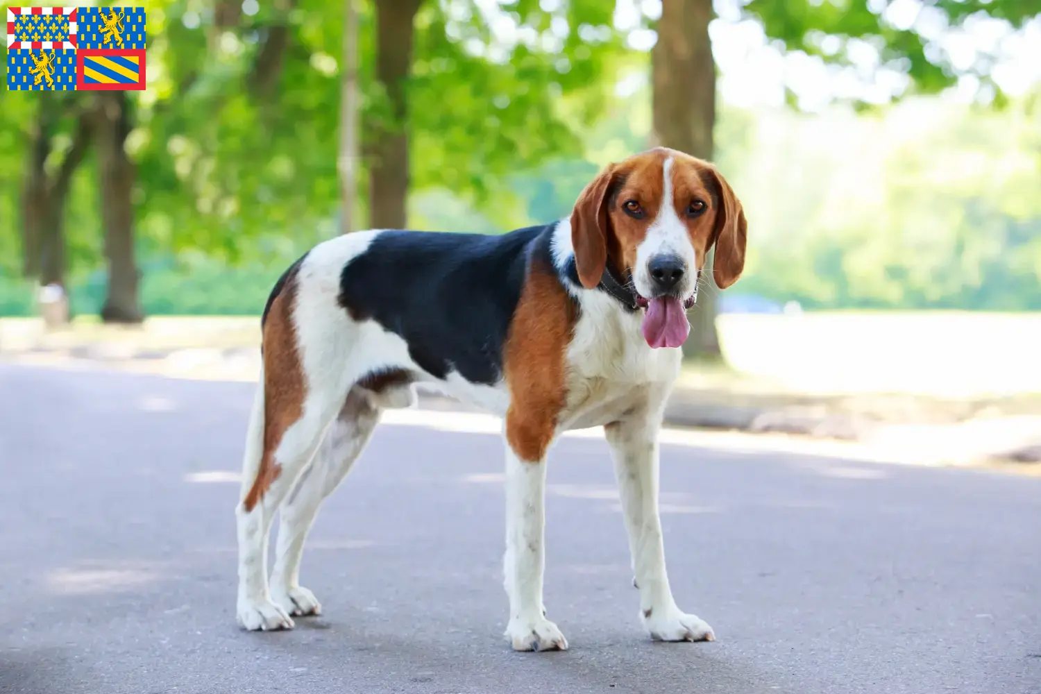 American Foxhound puppies and breeders Bourgogne-Franche-Comté Find American Foxhounds breeders in Bourgogne-Franche-Comté.