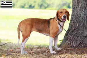 Read more about the article American Foxhound breeders and puppies in Brittany