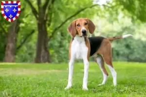 Read more about the article American Foxhound breeders and puppies in Centre-Val de Loire